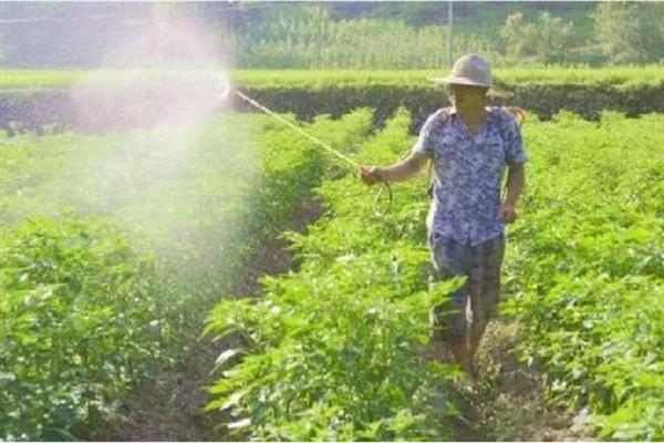 辣椒为什么矮化难挂果，发生病毒病会导致植株变矮