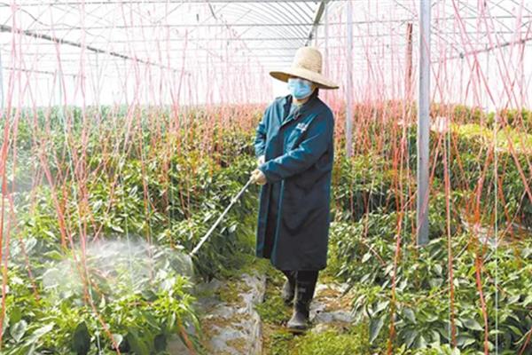 辣椒为什么矮化难挂果，发生病毒病会导致植株变矮