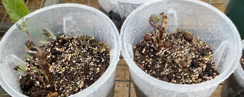 牡丹花种子如何育苗，播种前需先浸种