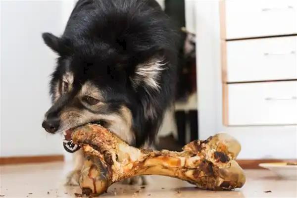 狗吃骨头有什么好处，能起到补钙、清洁牙齿、缓解牙床瘙痒等作用