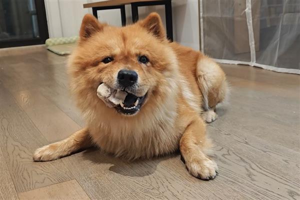 狗吃骨头有什么好处，能起到补钙、清洁牙齿、缓解牙床瘙痒等作用