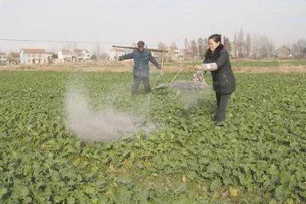 小白菜有虫眼的原因，是由于菜青虫幼虫啃食所致