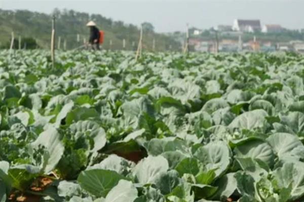 小白菜有虫眼的原因，是由于菜青虫幼虫啃食所致