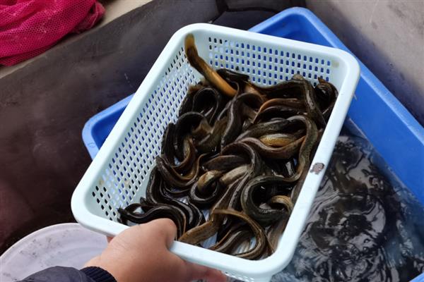 泥鳅能不能净化海水，泥鳅不能净化海水
