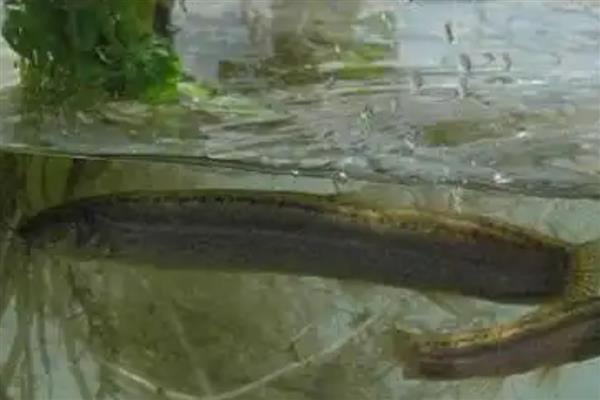 泥鳅能不能净化海水，泥鳅不能净化海水