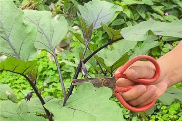 茄子的栽培方法，孕蕾期喷施磷酸二氢钾可提高坐果率