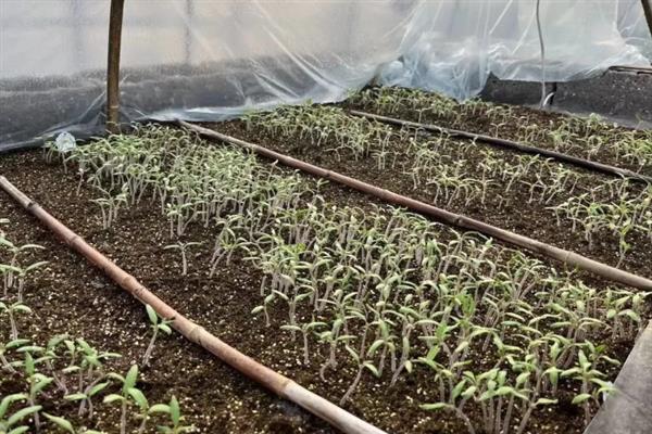 西红柿分苗时要注意什么，要对秧苗分级并保持适宜的种植深度