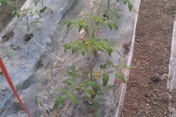 西红柿分苗时要注意什么，要对秧苗分级并保持适宜的种植深度