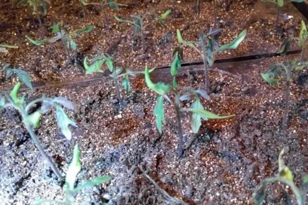 西红柿分苗时要注意什么，要对秧苗分级并保持适宜的种植深度