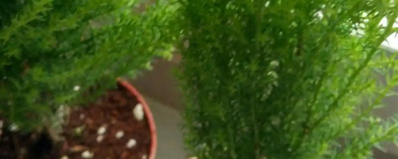 香松盆栽的浇水间隔，通常每天都要浇一次