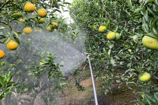 橘子树的养殖方法，每隔20天施加一次氮磷肥