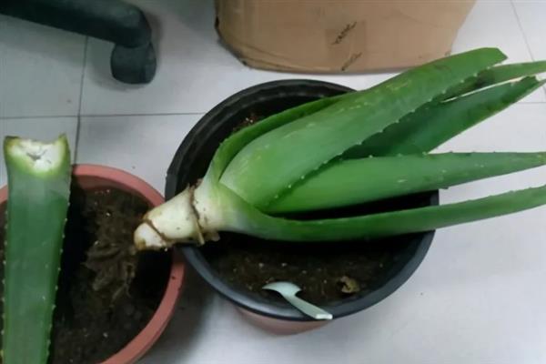芦荟烂根如何解决，剪除烂根经过晾晒后再换土重栽