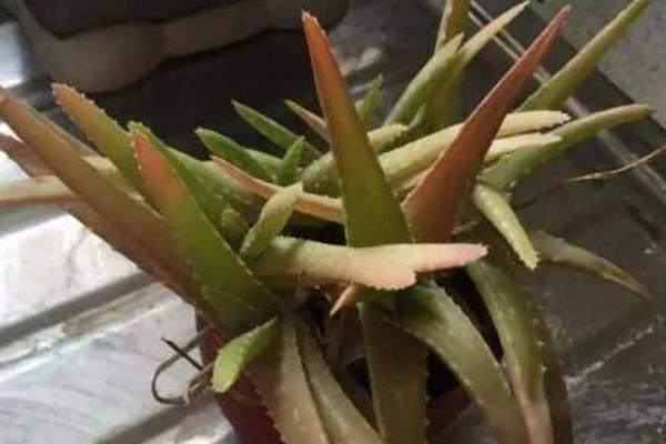 芦荟烂根如何解决，剪除烂根经过晾晒后再换土重栽