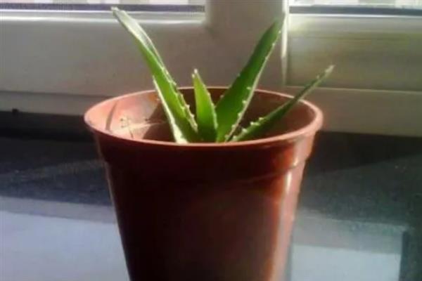 芦荟烂根如何解决，剪除烂根经过晾晒后再换土重栽