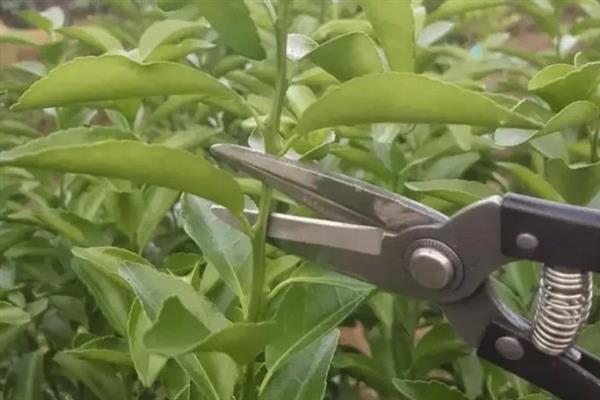 橘子树的养殖方法，每隔20天施加一次氮磷肥