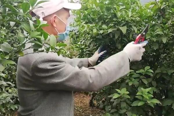 橘子树的养殖方法，每隔20天施加一次氮磷肥