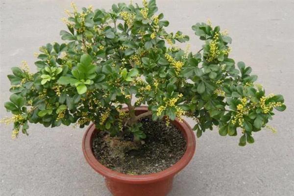 米兰有什么花语，有生命就会开花