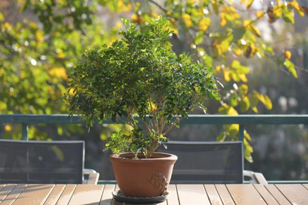 米兰有什么花语，有生命就会开花