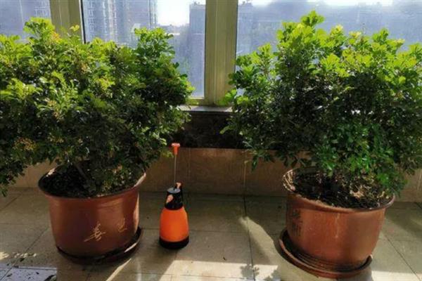 米兰有什么花语，有生命就会开花