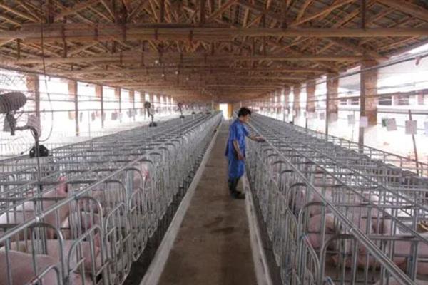 猪舍的建造方法，用混凝土铺设地面