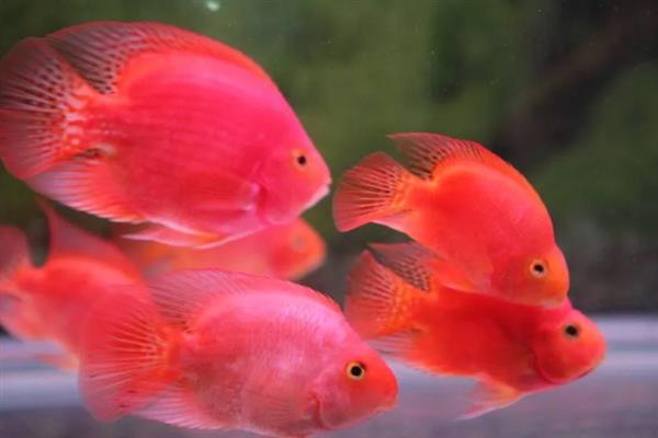 鹦鹉鱼嘴烂了的原因，根据病因选择治疗方法
