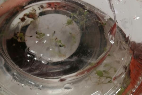 紫罗兰的种植方法，播种后每隔3-4天浇一次水