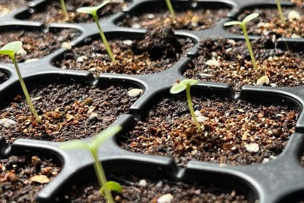 紫罗兰的种植方法，播种后每隔3-4天浇一次水