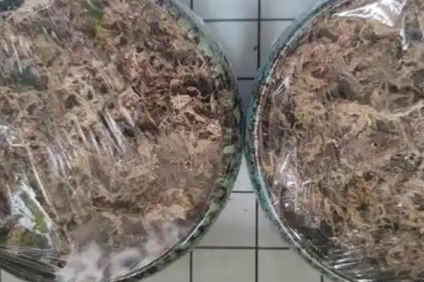 紫罗兰的种植方法，播种后每隔3-4天浇一次水