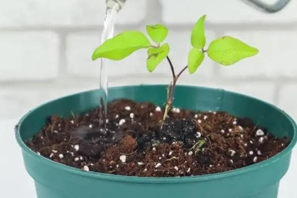 紫罗兰的种植方法，播种后每隔3-4天浇一次水
