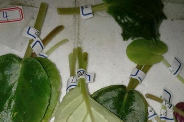 紫罗兰的种植方法，播种后每隔3-4天浇一次水