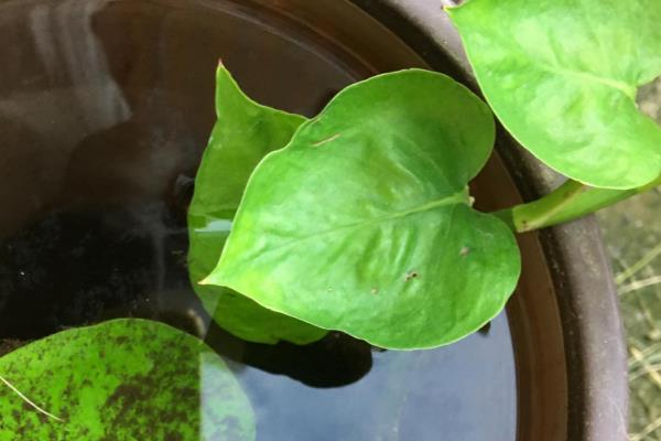 紫罗兰的种植方法，播种后每隔3-4天浇一次水