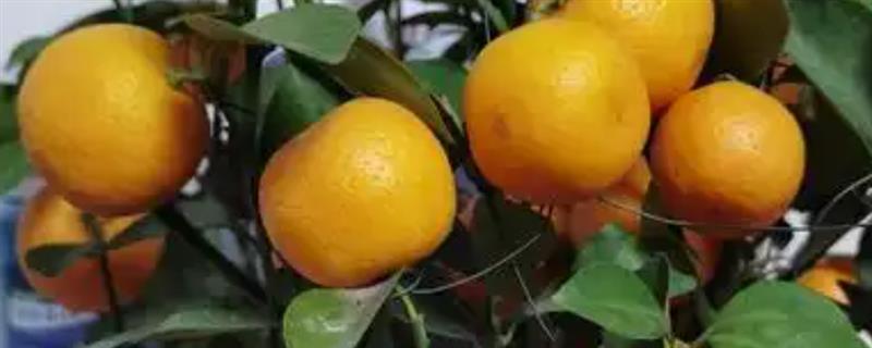 盆栽桔子树的养殖方法，夏季要注意喷水降温