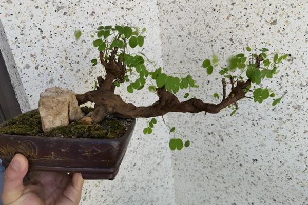 怎么让羊蹄甲老桩生根，涂抹生根粉可以加快生根速度