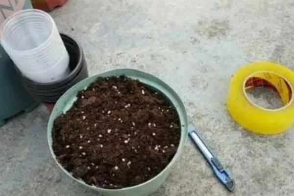 怎么让羊蹄甲老桩生根，涂抹生根粉可以加快生根速度
