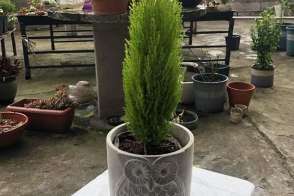 香松盆栽的浇水间隔，通常每天都要浇一次