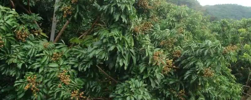 龙眼怎么种植,幼苗长到1米左右时再带土移栽