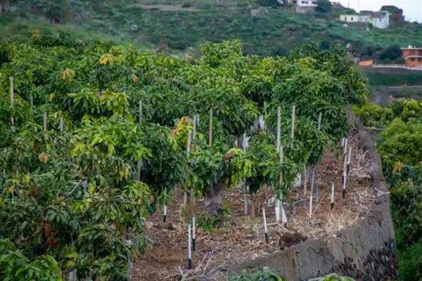 龙眼怎么种植,幼苗长到1米左右时再带土移栽