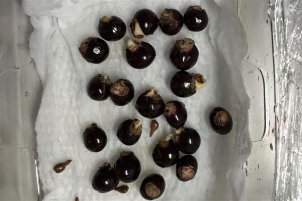 龙眼怎么种植,幼苗长到1米左右时再带土移栽