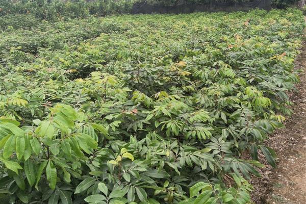 龙眼怎么种植,幼苗长到1米左右时再带土移栽