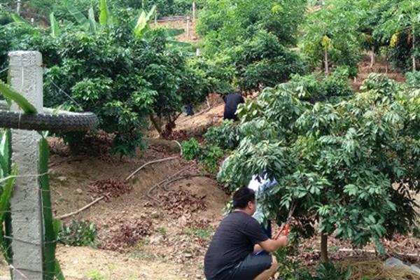 龙眼怎么种植,幼苗长到1米左右时再带土移栽