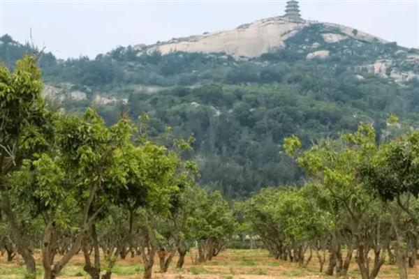 龙眼怎么种植,幼苗长到1米左右时再带土移栽