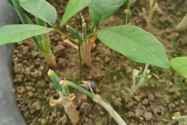 龙眼怎么种植,幼苗长到1米左右时再带土移栽