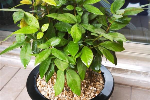 龙眼怎么种植,幼苗长到1米左右时再带土移栽