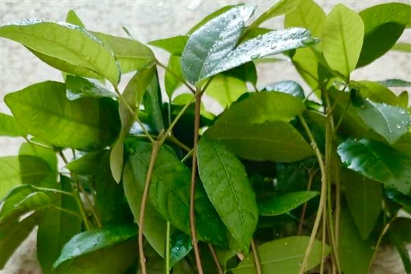 龙眼怎么种植,幼苗长到1米左右时再带土移栽