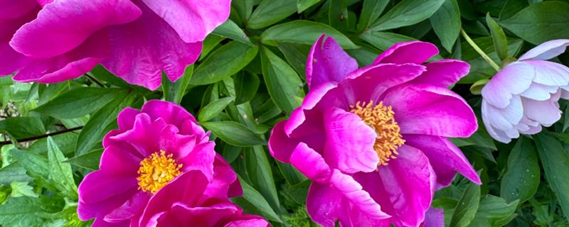 芍药花的施肥时间，种植前施入有机肥当作基肥
