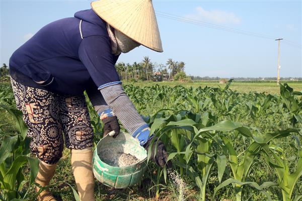玉米如何追肥可提高产量，拔节期亩施10-15公斤尿素可增加穗数