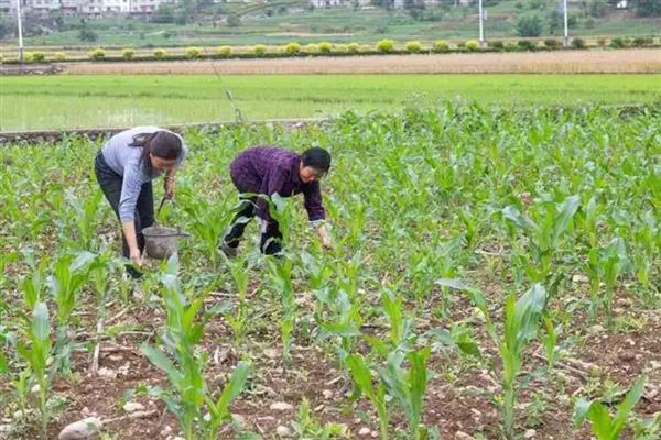 玉米如何追肥可提高产量，拔节期亩施10-15公斤尿素可增加穗数