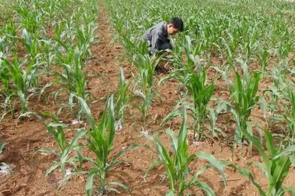 玉米如何追肥可提高产量，拔节期亩施10-15公斤尿素可增加穗数
