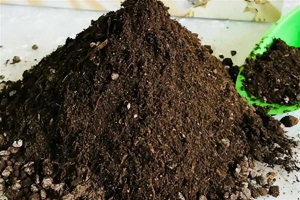 怎么养殖鸭掌木，生长旺期要定期追施腐熟的液肥