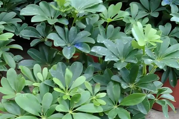 怎么养殖鸭掌木，生长旺期要定期追施腐熟的液肥